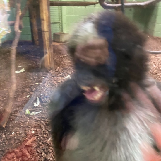 Paignton Zoo