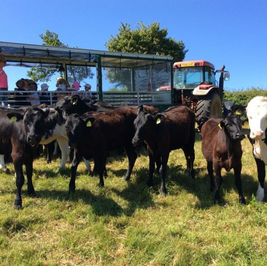 A trip to the farm!